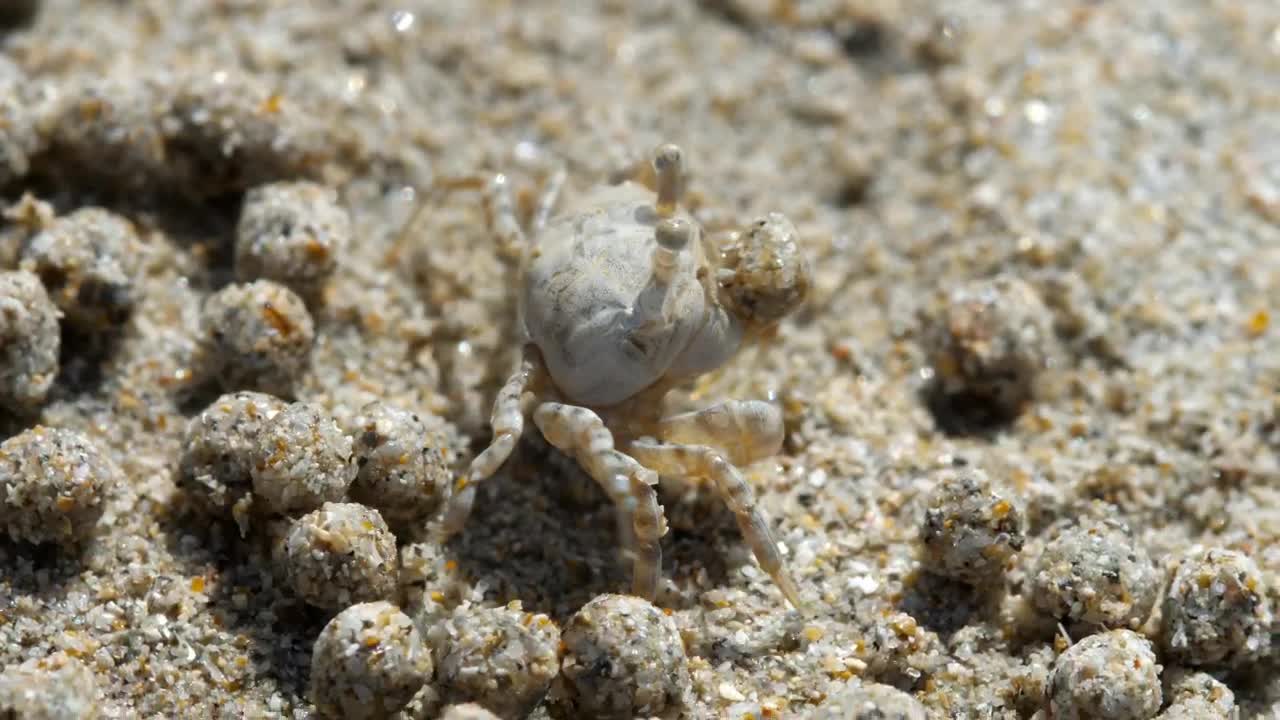 Download Stock Video Crab Making Sand Bubbles Live Wallpaper For PC