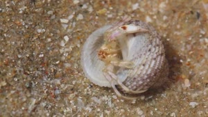 Stock Video Crab In A Shell Hidding In The Sand Live Wallpaper For PC