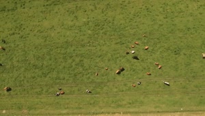 Stock Video Cows Roaming Around A Farm Live Wallpaper For PC
