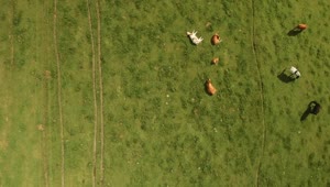 Stock Video Cows Resting In A Field Live Wallpaper For PC