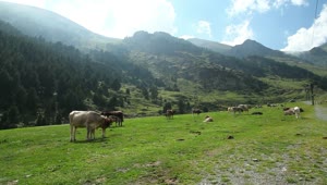 Stock Video Cows Grazing In The Valley Live Wallpaper For PC