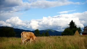 Stock Video Cow Pasture On A Mountain Landscape Live Wallpaper For PC