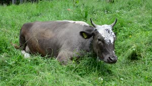 Stock Video Cow Laying Down In A Damp Field Live Wallpaper For PC