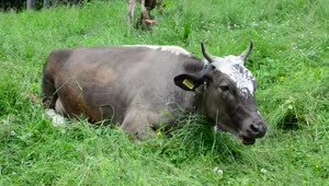Stock Video Cow Laying Down And Eating Grass Live Wallpaper For PC