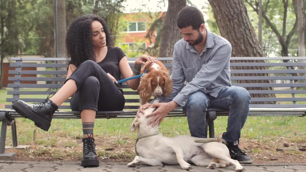 Download Stock Video Couple With Dogs Resting On Park Bench Live Wallpaper For PC