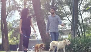 Stock Video Couple Walking With Their Dogs Through A Park Live Wallpaper For PC