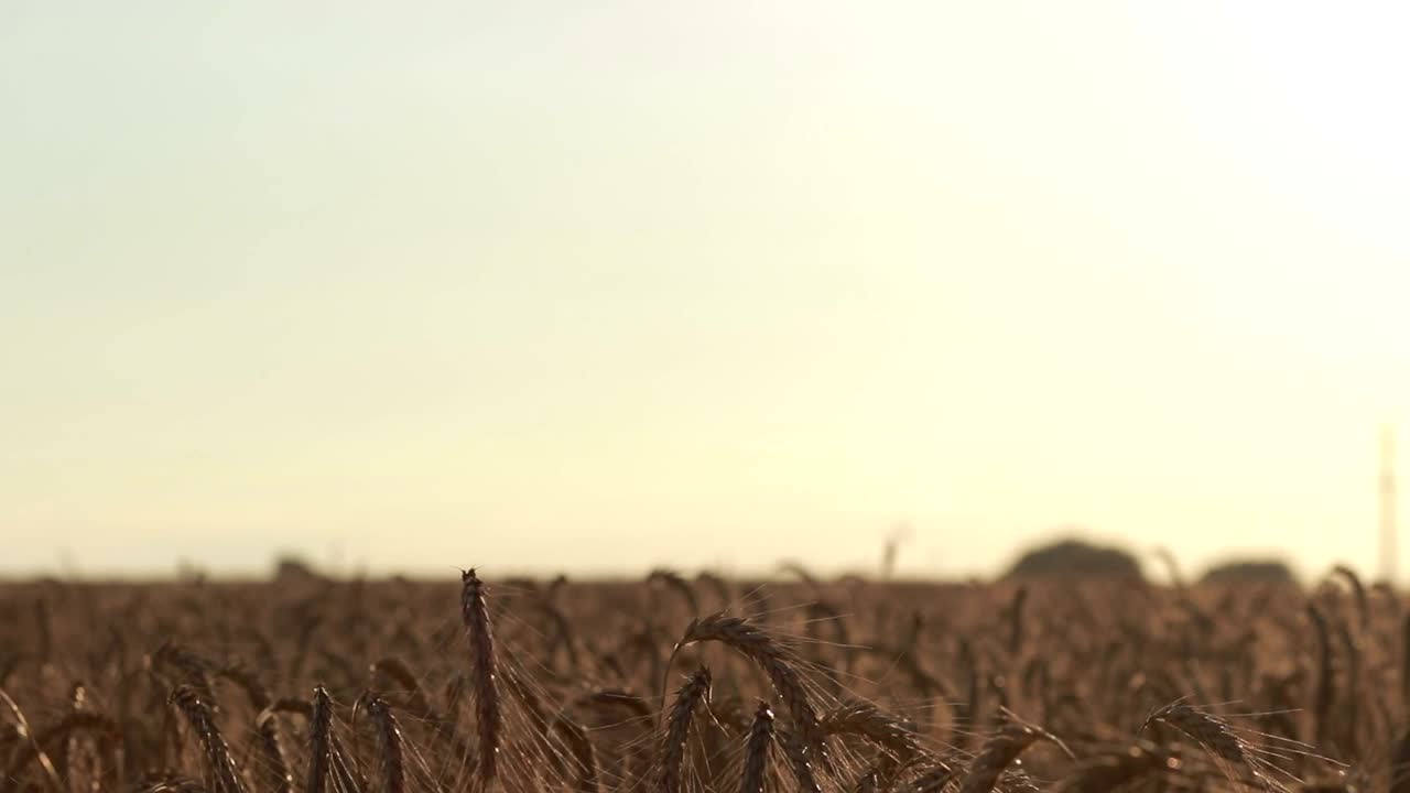 Download Stock Video Couple Walking Together In A Wheat Field Live Wallpaper For PC