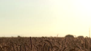 Stock Video Couple Walking Together In A Wheat Field Live Wallpaper For PC