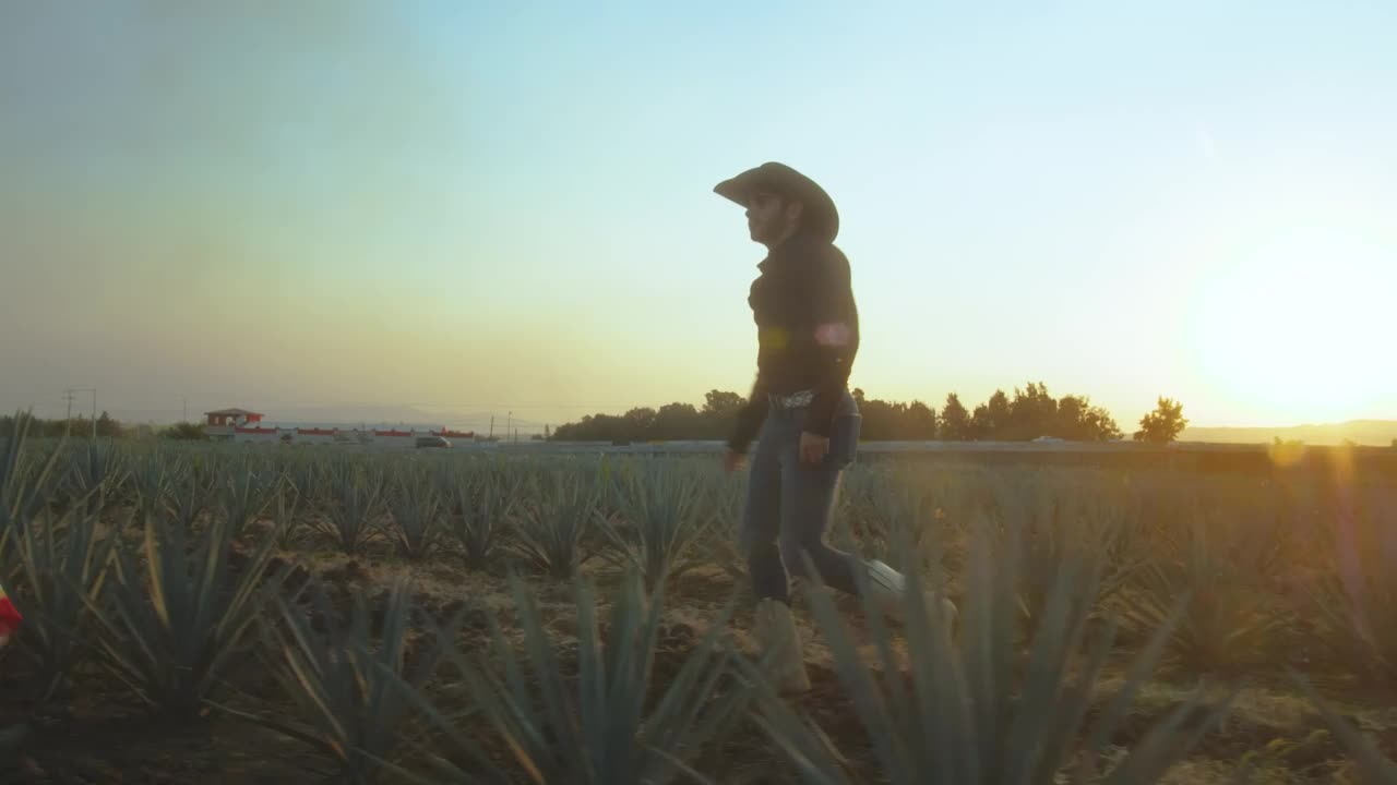 Download Stock Video Couple Walking Through An Agave Field At Sunset Live Wallpaper For PC