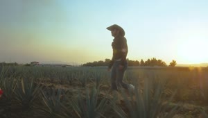 Stock Video Couple Walking Through An Agave Field At Sunset Live Wallpaper For PC