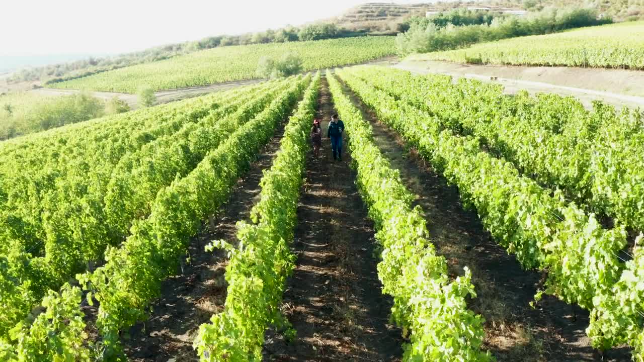 Download Stock Video Couple Walking Through A Vineyard Field Live Wallpaper For PC