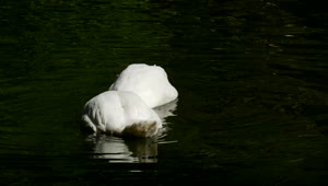 Stock Video Couple Of Swans Diving In The Lake Live Wallpaper For PC