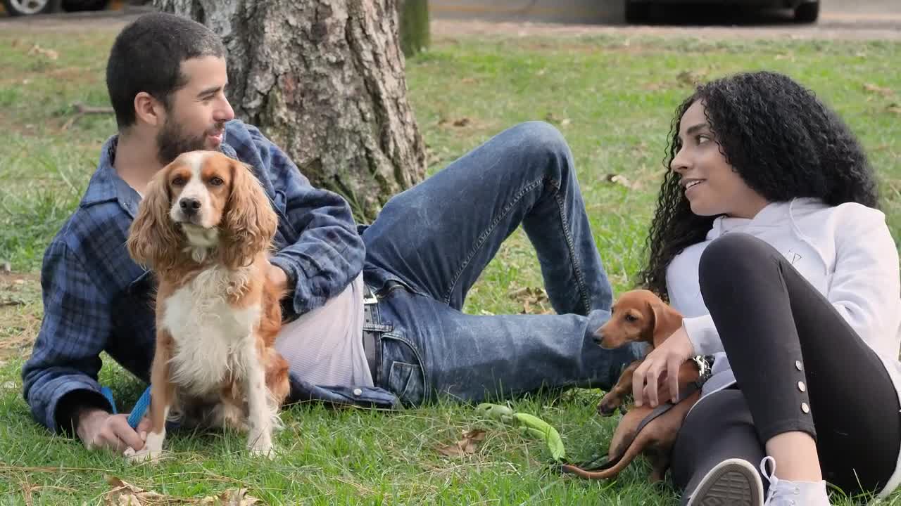 Download Stock Video Couple Lying Down In A Park Resting With Their Pets Live Wallpaper For PC