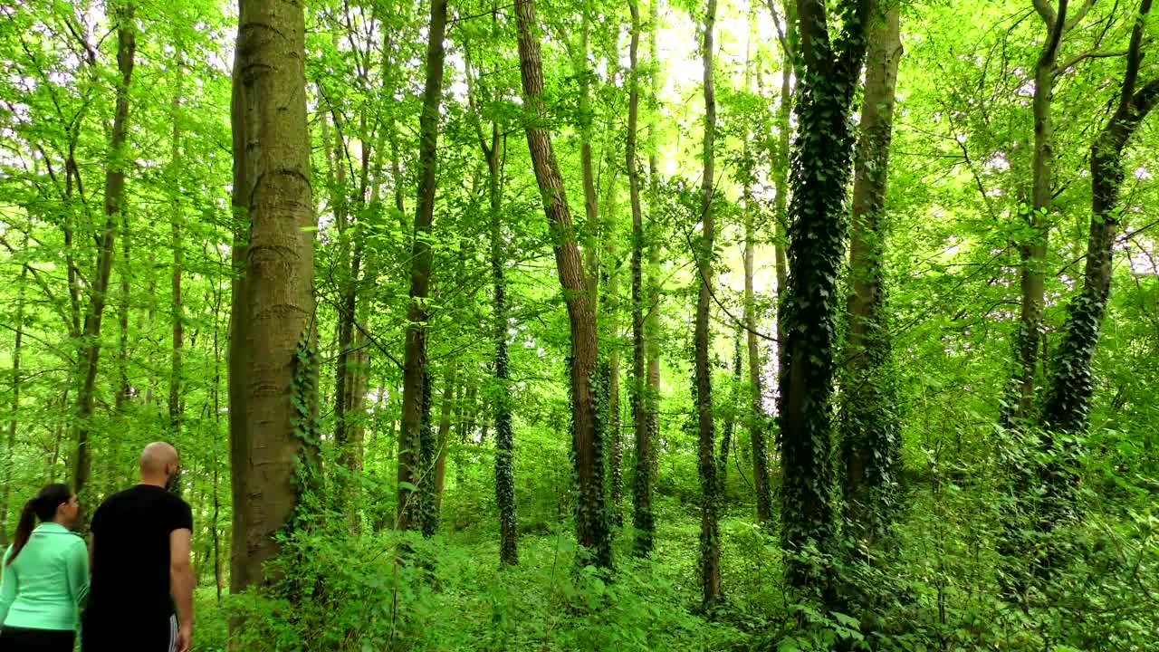 Download Stock Video Couple In Love Walks In A Forest In Spring Live Wallpaper For PC