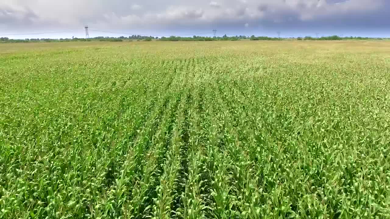 Download Stock Video Cornfield Moving With The Wind Live Wallpaper For PC