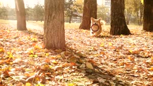 Stock Video Corgi Dog Running In An Autum Forest Live Wallpaper For PC
