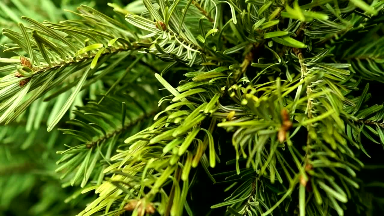 Download Stock Video Coniferous Tree Close Up Live Wallpaper For PC