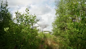 Stock Video Communications Antenna In The Distance Seen From The Undergrowth Live Wallpaper For PC