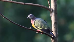Stock Video Colorful Pigeon In A Tree Live Wallpaper For PC