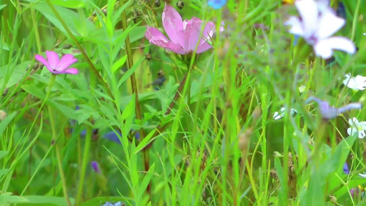 Download Stock Video Colorful Flowers In The Meadow Live Wallpaper For PC