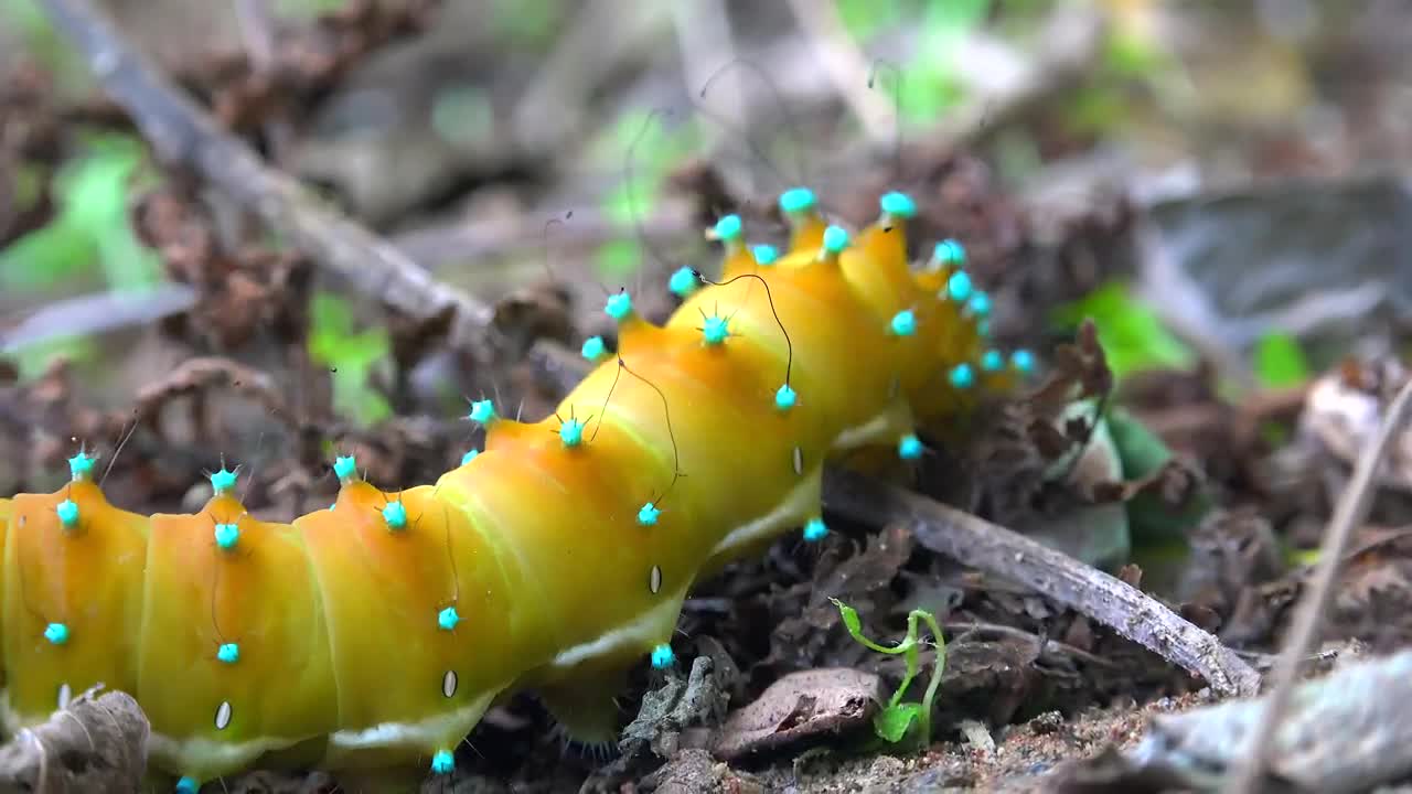 Download Stock Video Colorful Caterpillar Crawling In The Ground Live Wallpaper For PC