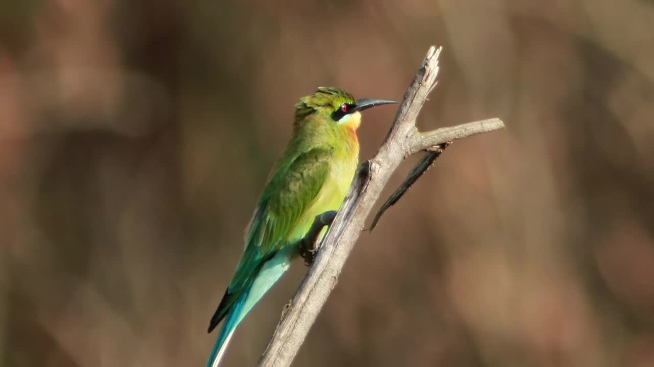 Download Stock Video Colorful Bird On A Small Branch Live Wallpaper For PC