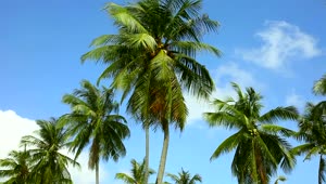Stock Video Coconut Palms Moving With The Wind Live Wallpaper For PC