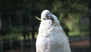 Stock Video Cockatoo Bird Looking At The Camera Live Wallpaper For PC