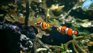 Stock Video Clown Fish Tracking Shot Live Wallpaper For PC