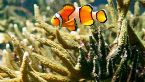 Stock Video Clown Fish Swimming Through Coral Reef Live Wallpaper For PC