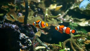 Stock Video Clown Fish Swim Among Corals And Seaweed Live Wallpaper For PC