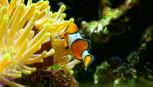 Stock Video Clown Fish In The Reef Live Wallpaper For PC