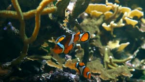 Stock Video Clown Fish At A Coral Live Wallpaper For PC