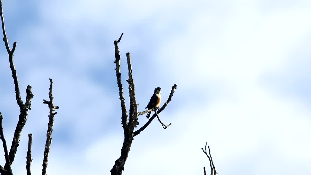 Download Stock Video Falconet Perched In A Tree Live Wallpaper For PC