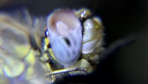 Stock Video Eye Of An Insect Close Up Live Wallpaper For PC