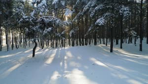 Stock Video Exploring A Forest In Winter Live Wallpaper For PC
