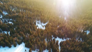 Stock Video Evening Light Covering A Winter Forest Live Wallpaper For PC