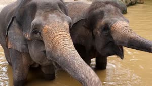 Stock Video Elephants Enjoying The Water Live Wallpaper For PC