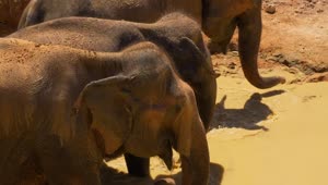 Stock Video Elephants In A River In The Savannah Live Wallpaper For PC
