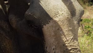 Stock Video Elephant Seen In Detail In The Savanna Live Wallpaper For PC