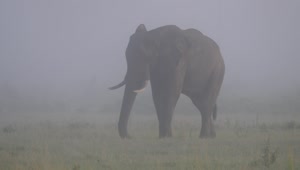 Stock Video Elephant Grazing On A Misty Savanna Live Wallpaper For PC