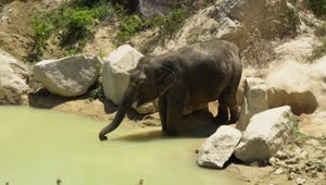 Stock Video Elephant Drinking Water With Its Trunk Live Wallpaper For PC