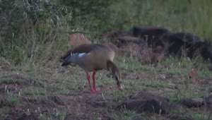 Stock Video Egyptian Goose Grazing In The Ground Live Wallpaper For PC