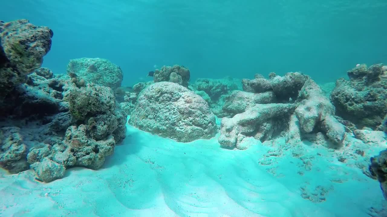 Download Stock Video Eel In Shallow Water Live Wallpaper For PC