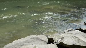 Stock Video Edge Of A Slow Moving River Live Wallpaper For PC