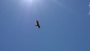 Stock Video Eagle Gliding In A Clear Sky Bottom View Live Wallpaper For PC