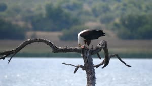 Stock Video Eagle Eats A Fish In The Lake Live Wallpaper For PC
