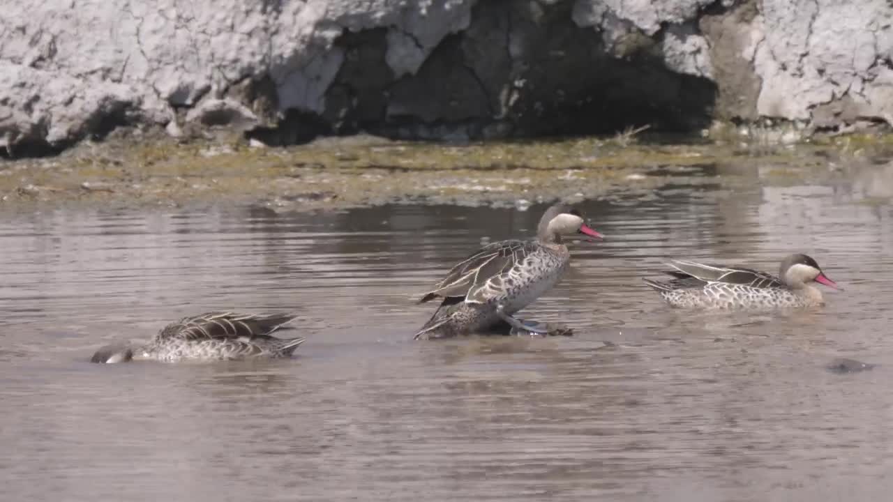 Download Stock Video Ducks Swimming In The Pond Live Wallpaper For PC