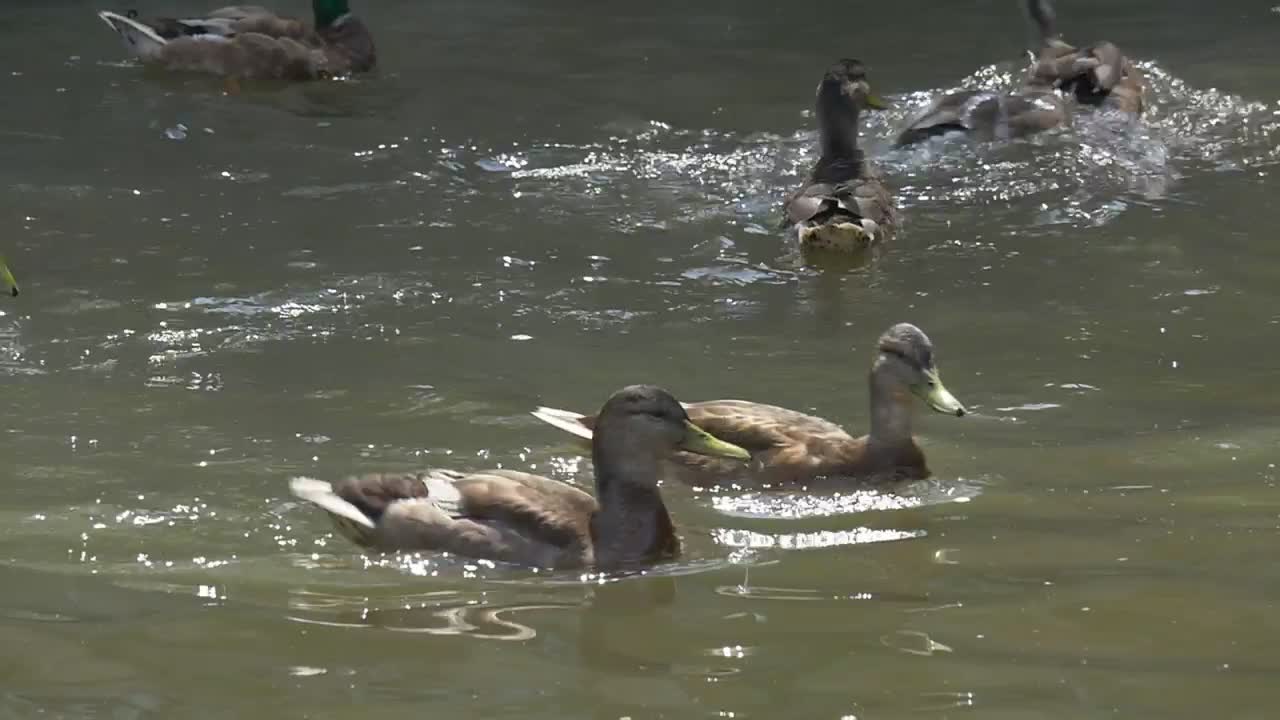 Download Stock Video Ducks Swimming In The Water Of A Lake Live Wallpaper For PC