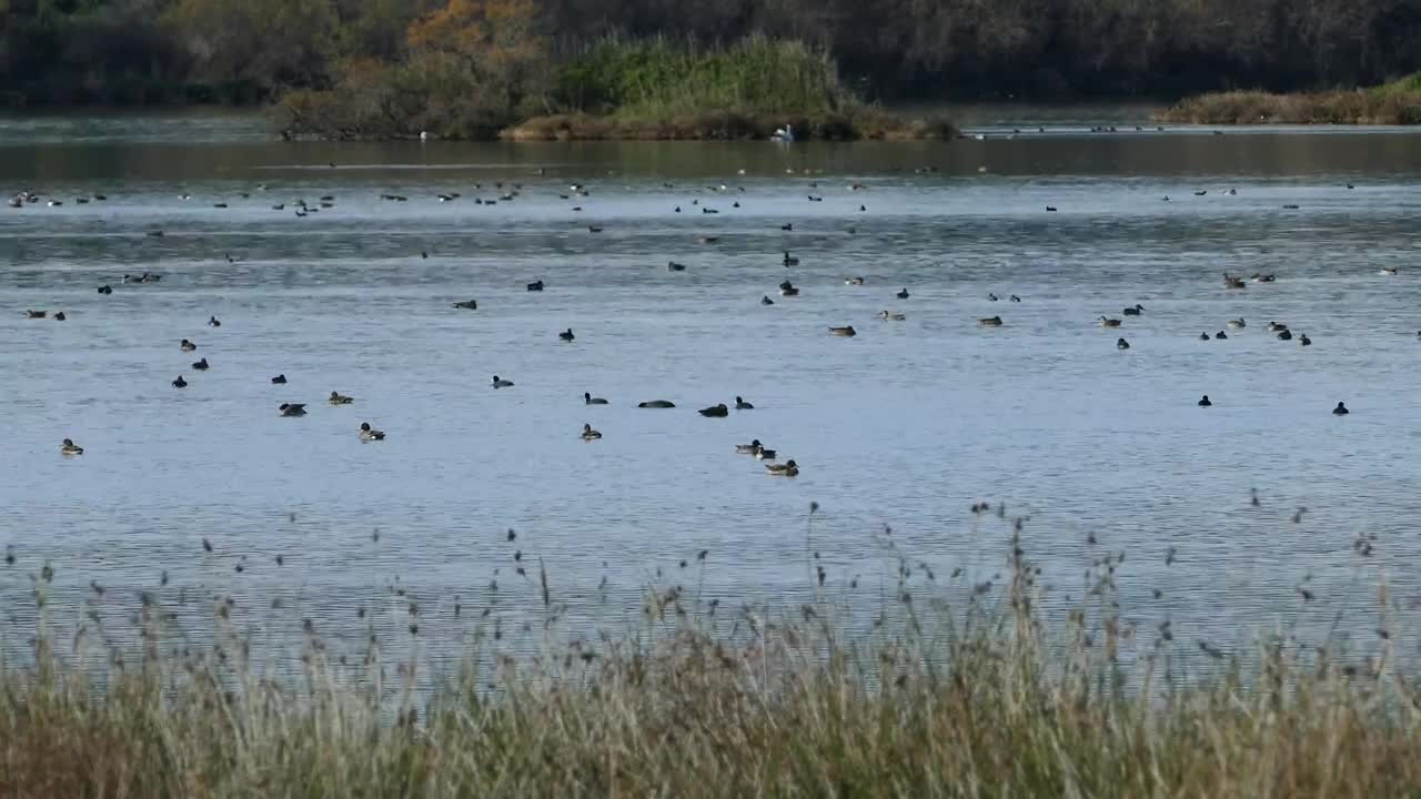 Download Stock Video Ducks Swimming In A Big Lake Live Wallpaper For PC